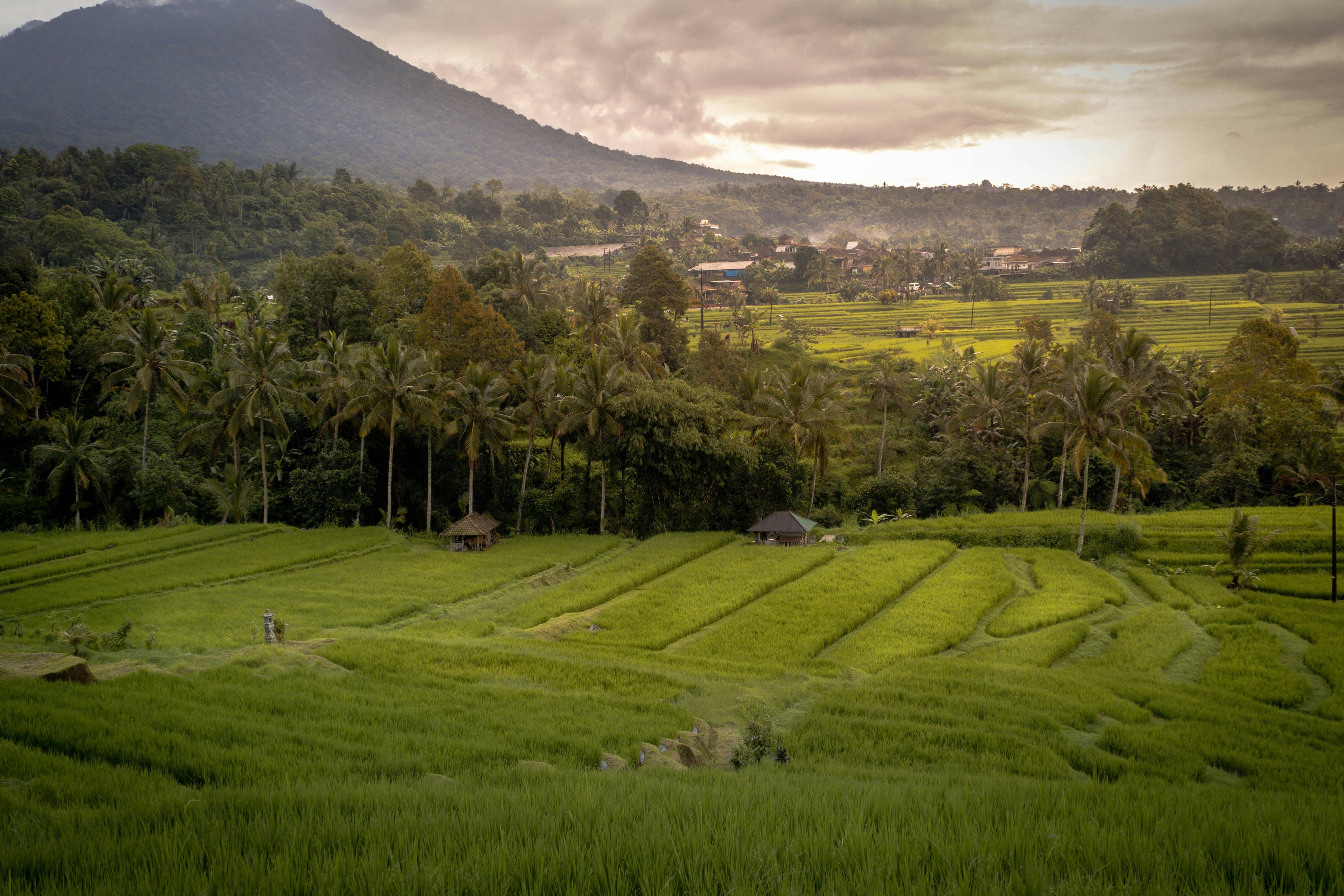 Recognized as a UNESCO World Heritage Site, Jatiluwih showcases Bali’s traditional Subak irrigation system and endless panoramic green rice fields