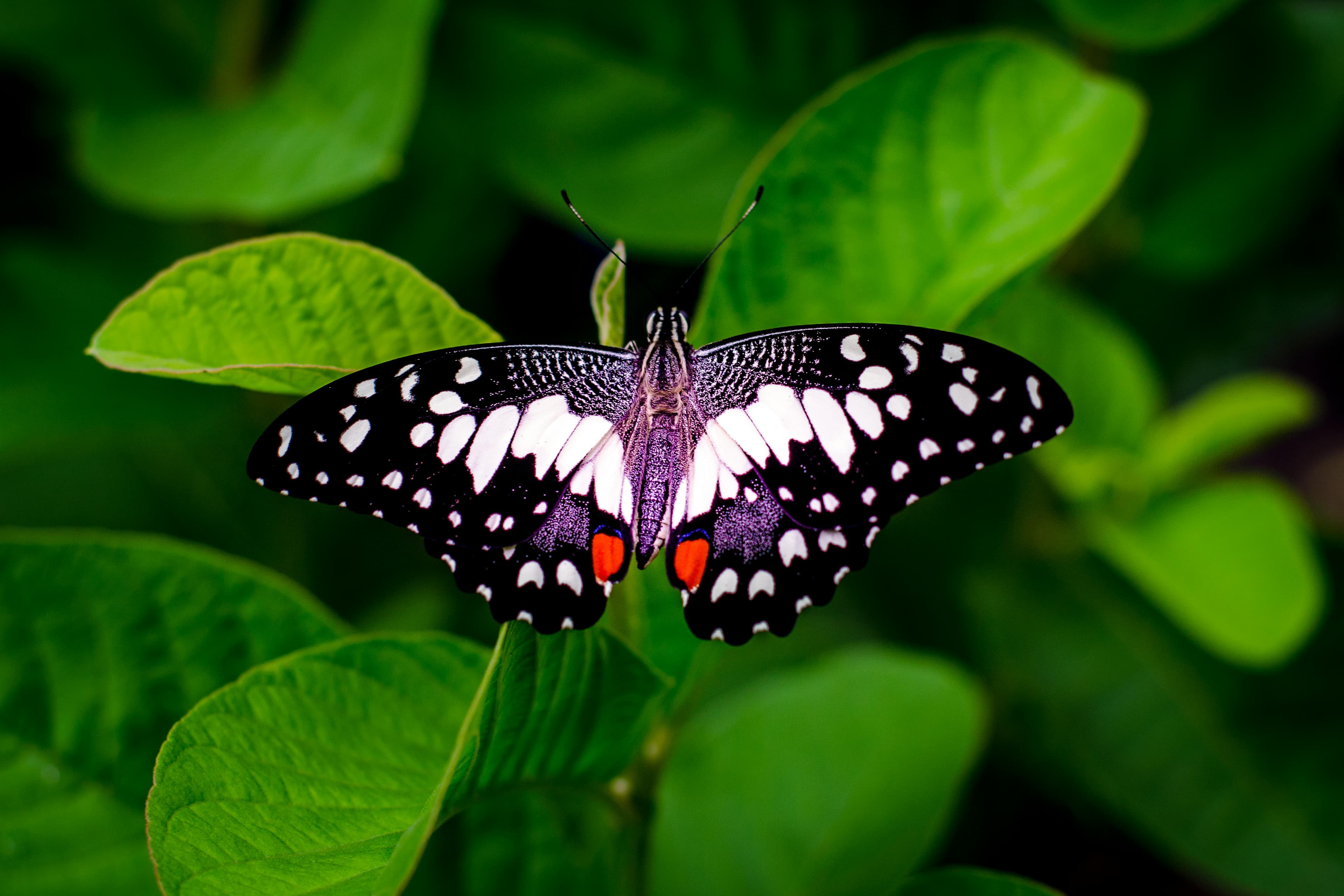 A colorful conservation park showcasing various species of beautiful butterflies and tropical insects