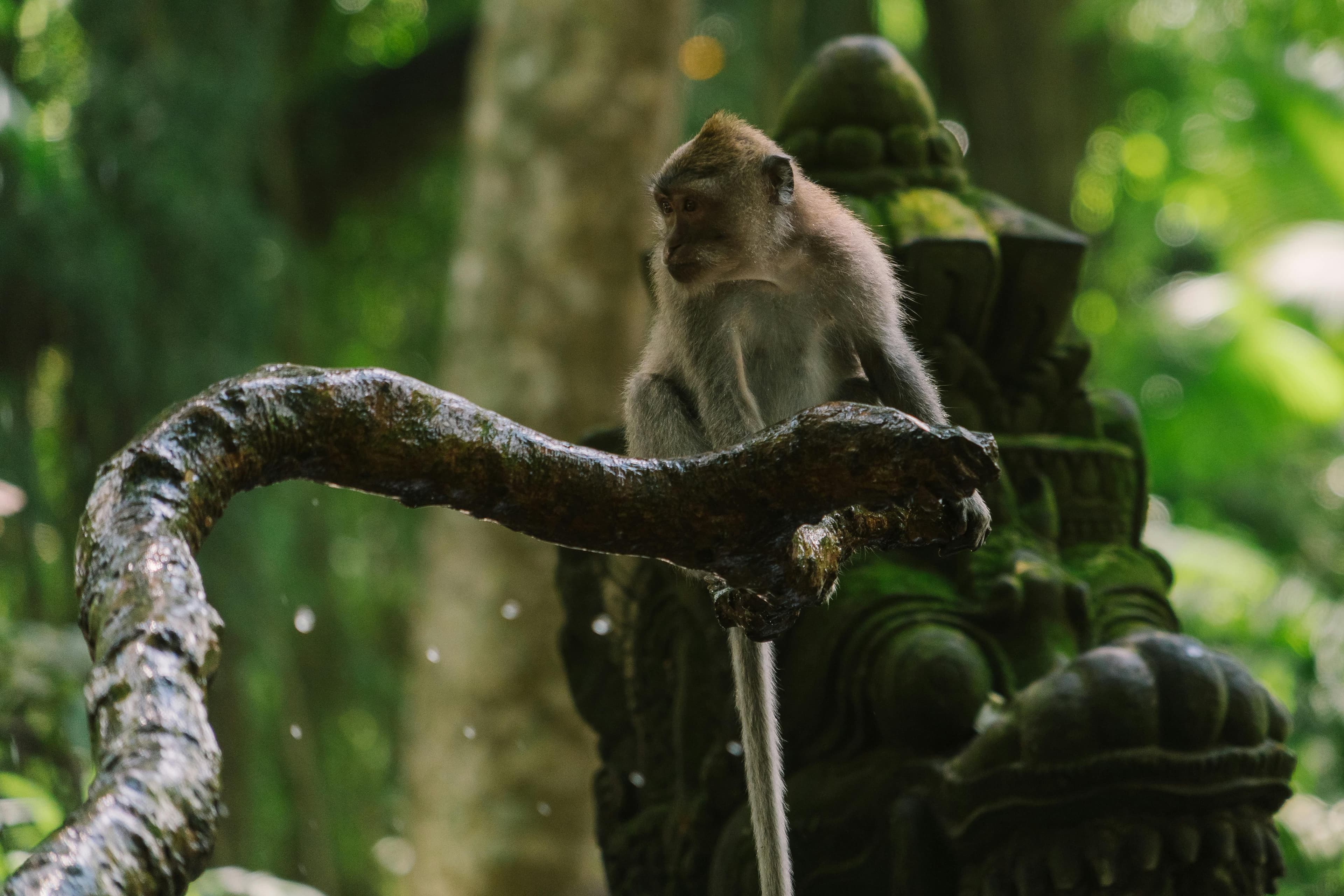 home to hundreds of playful long-tailed monkeys living freely in their natural habitat