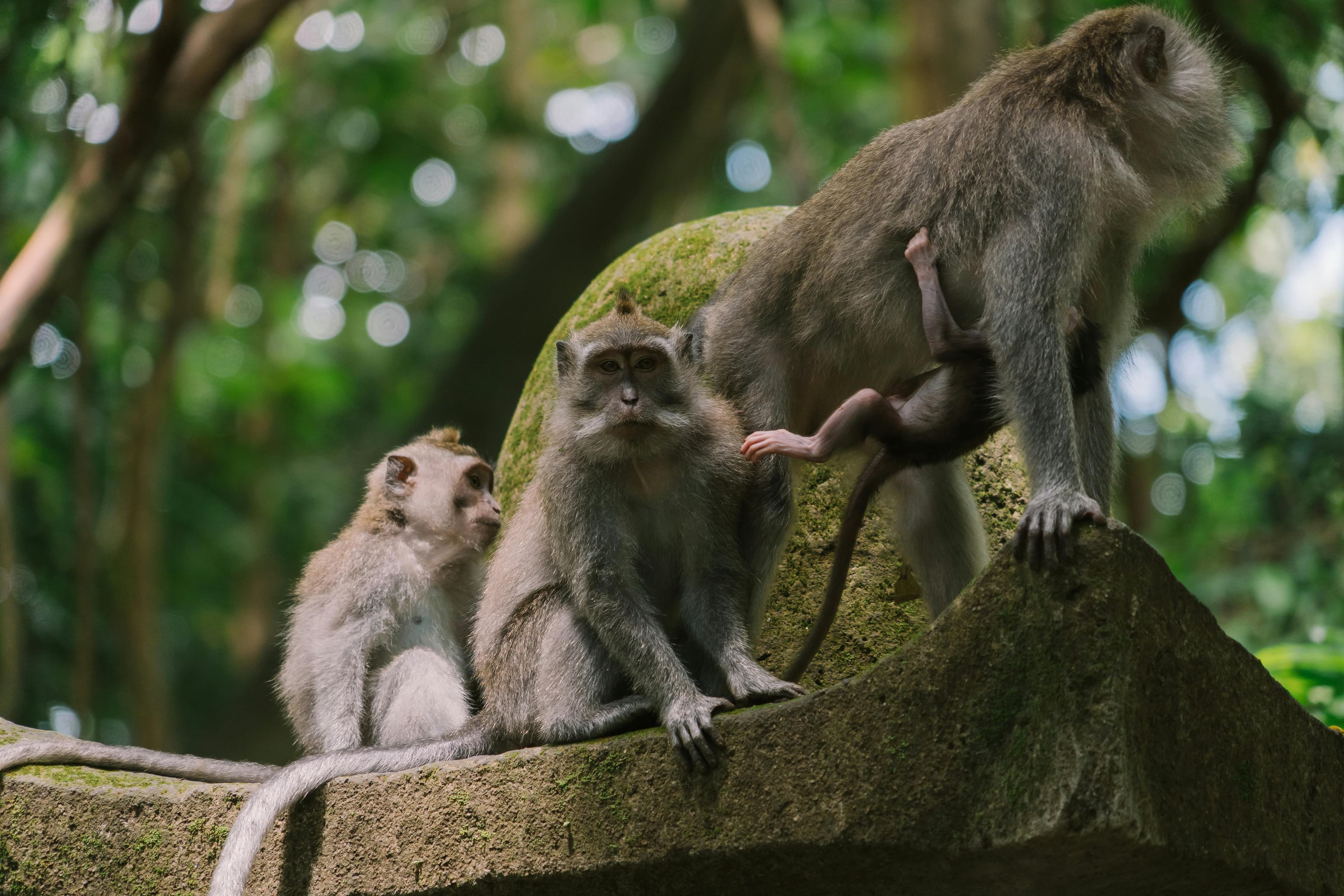 A sacred sanctuary located in the heart of Ubud, home to hundreds of playful long-tailed monkeys surrounded by lush tropical jungle and ancient temple ruins.