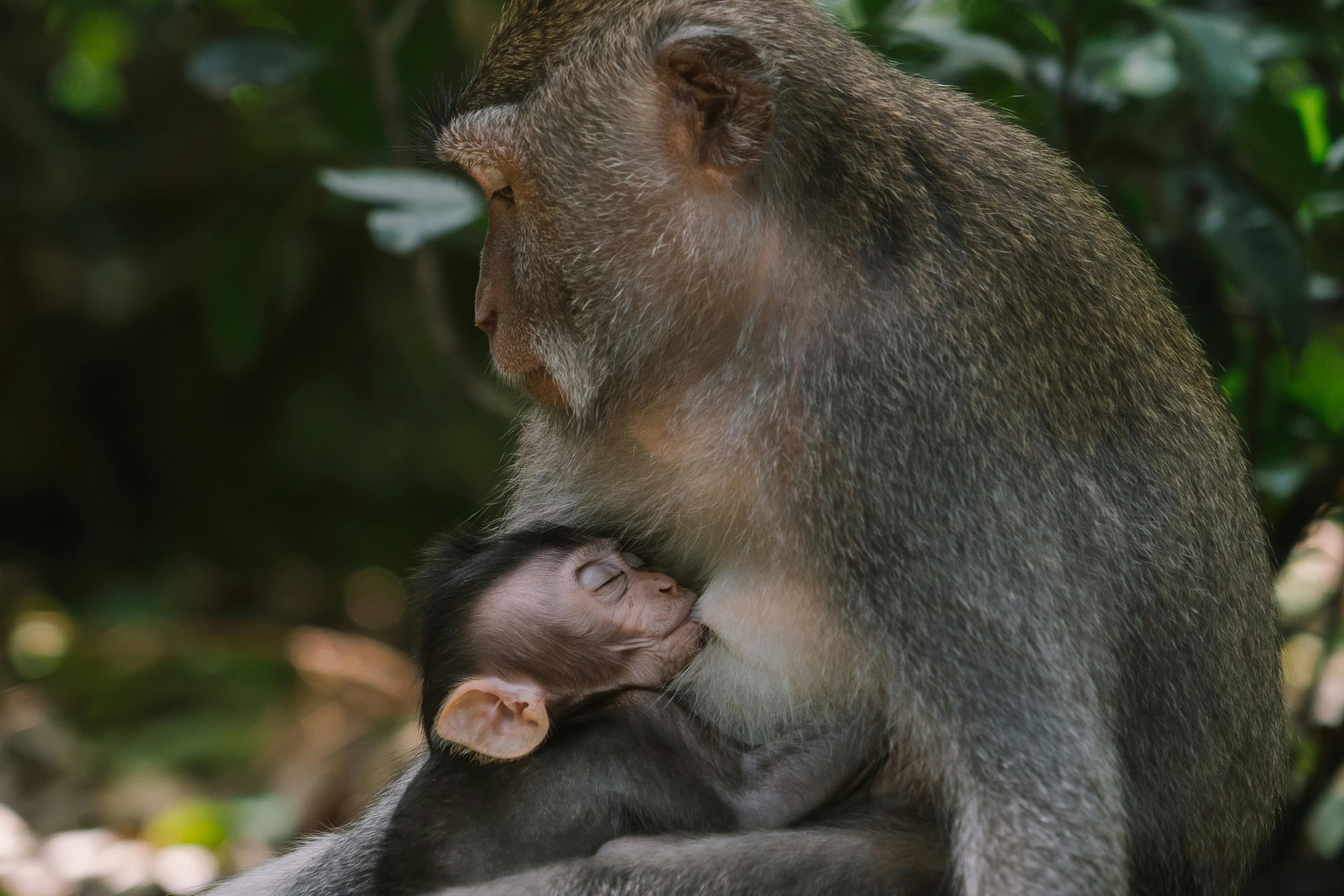 A sacred sanctuary located in the heart of Ubud, home to hundreds of playful long-tailed monkeys surrounded by lush tropical jungle and ancient temple ruins.