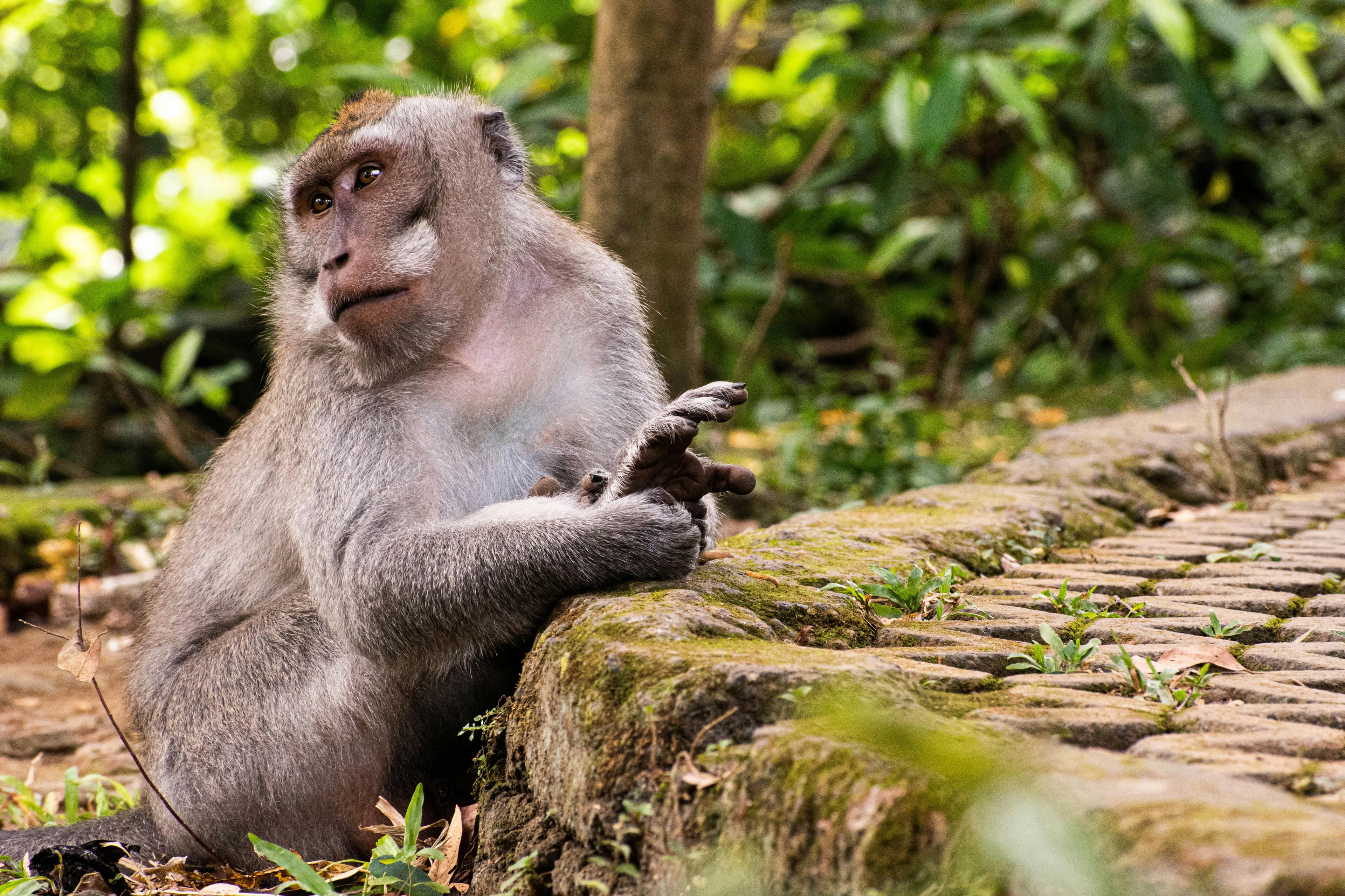 A sacred sanctuary located in the heart of Ubud, home to hundreds of playful long-tailed monkeys surrounded by lush tropical jungle and ancient temple ruins.