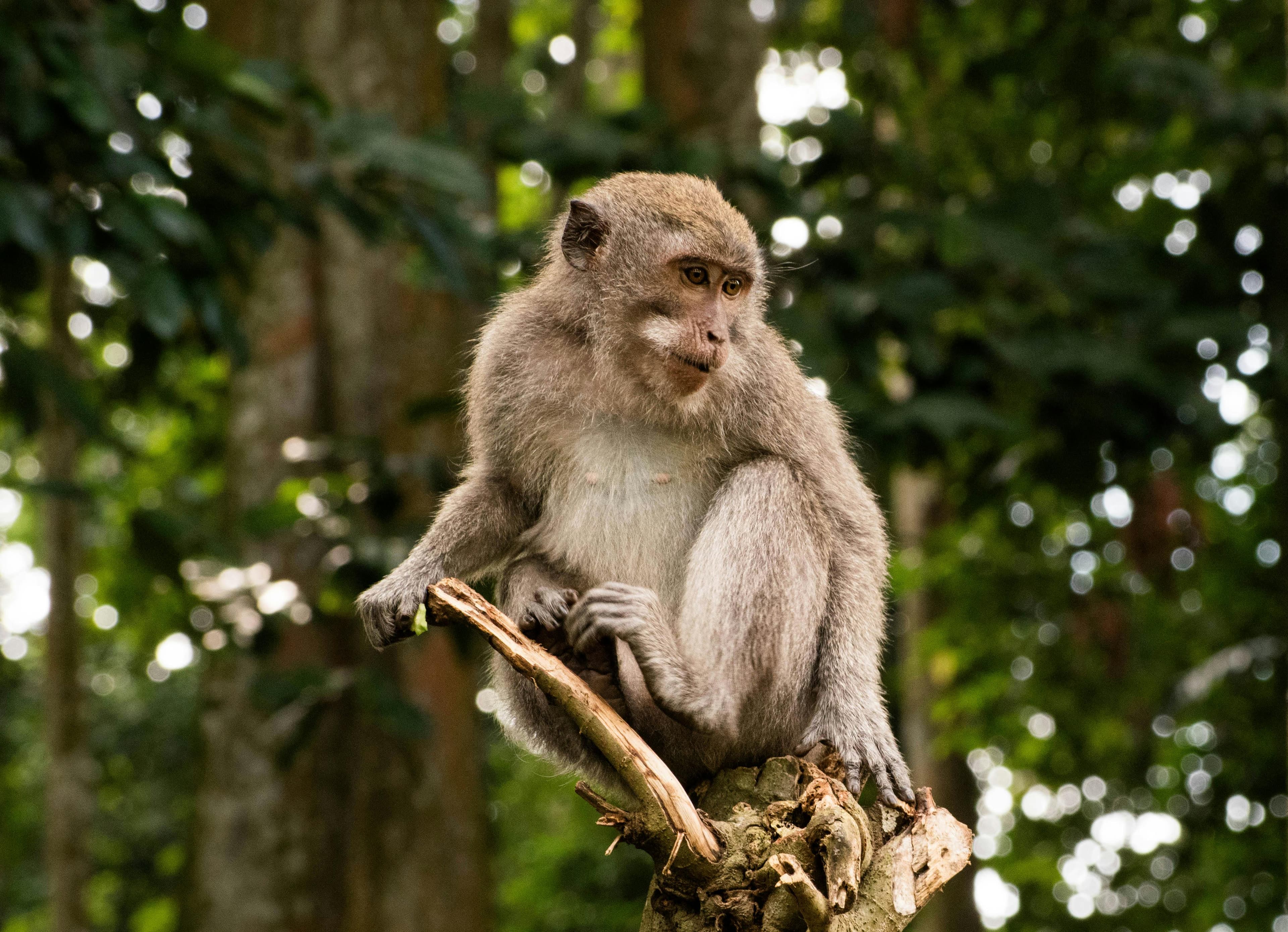 The famous Sacred Monkey Forest Sanctuary