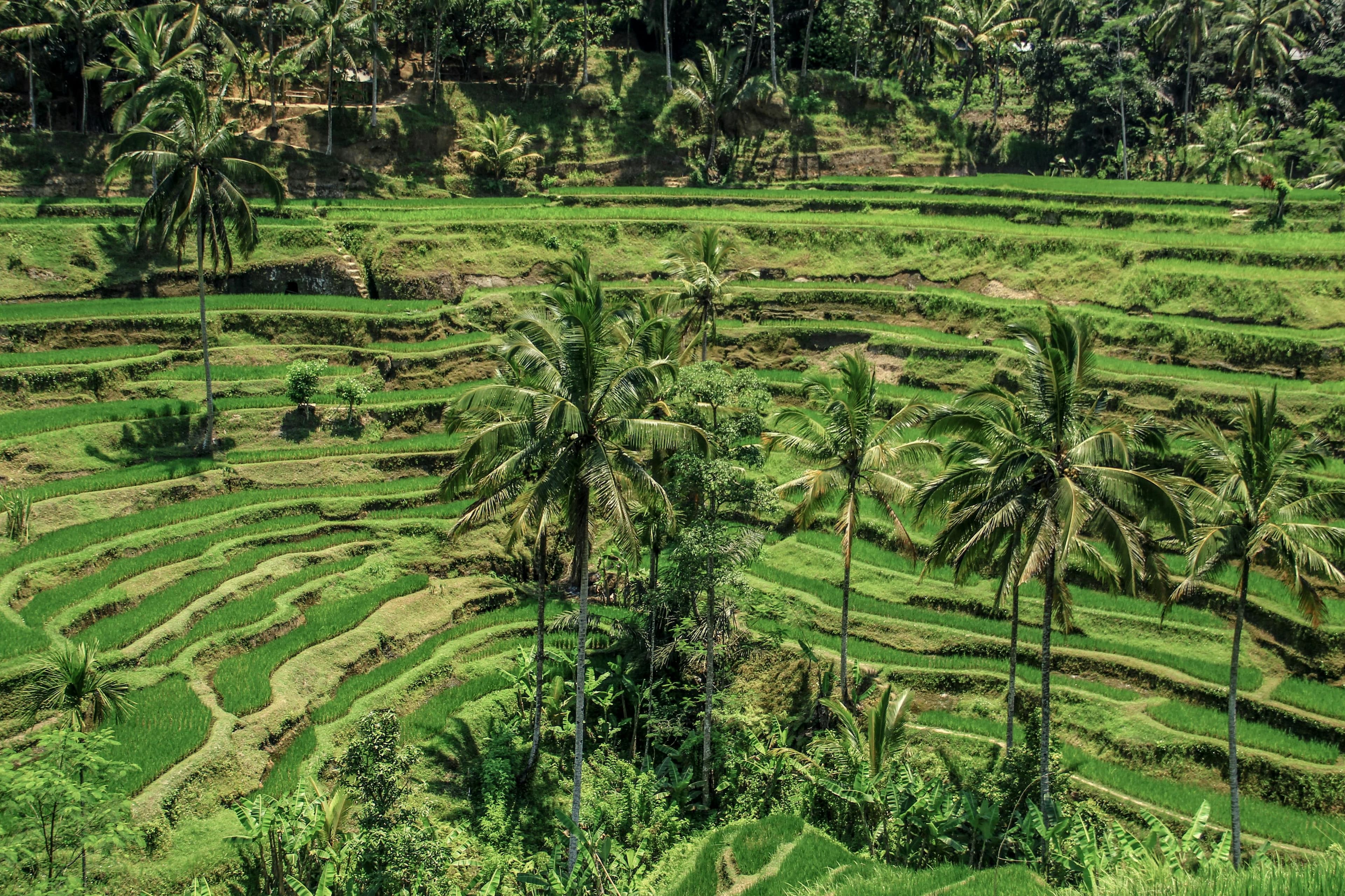 Ubud Cultural & Nature Tour