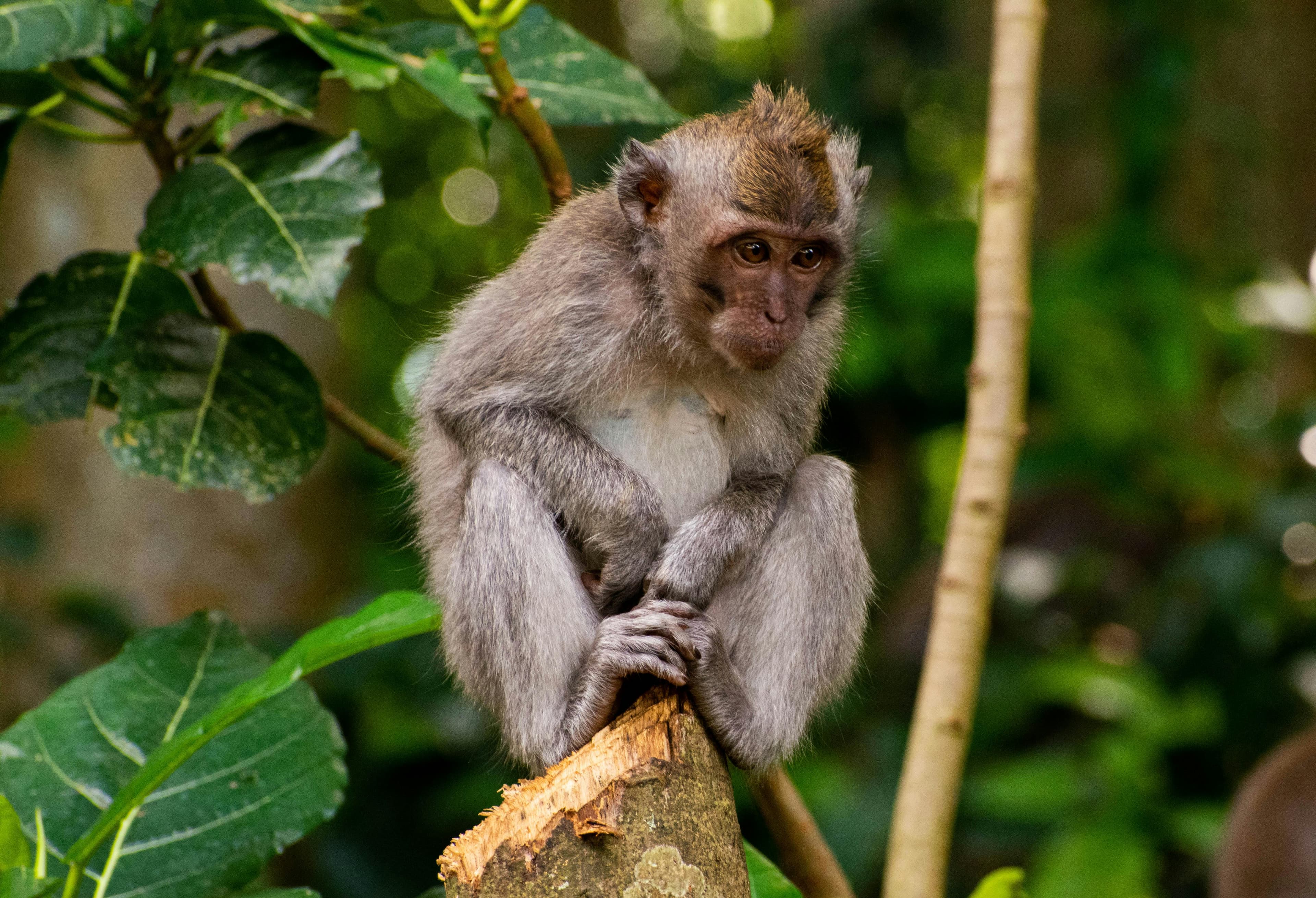 home to hundreds of playful long-tailed monkeys living freely in their natural habitat