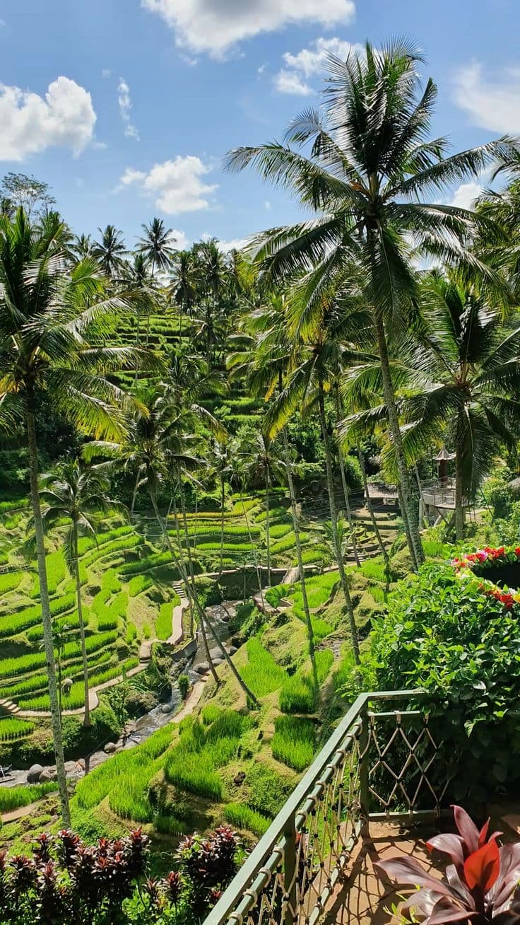Alas Harum – Rice terraces, jungle views, swing & sky spots
