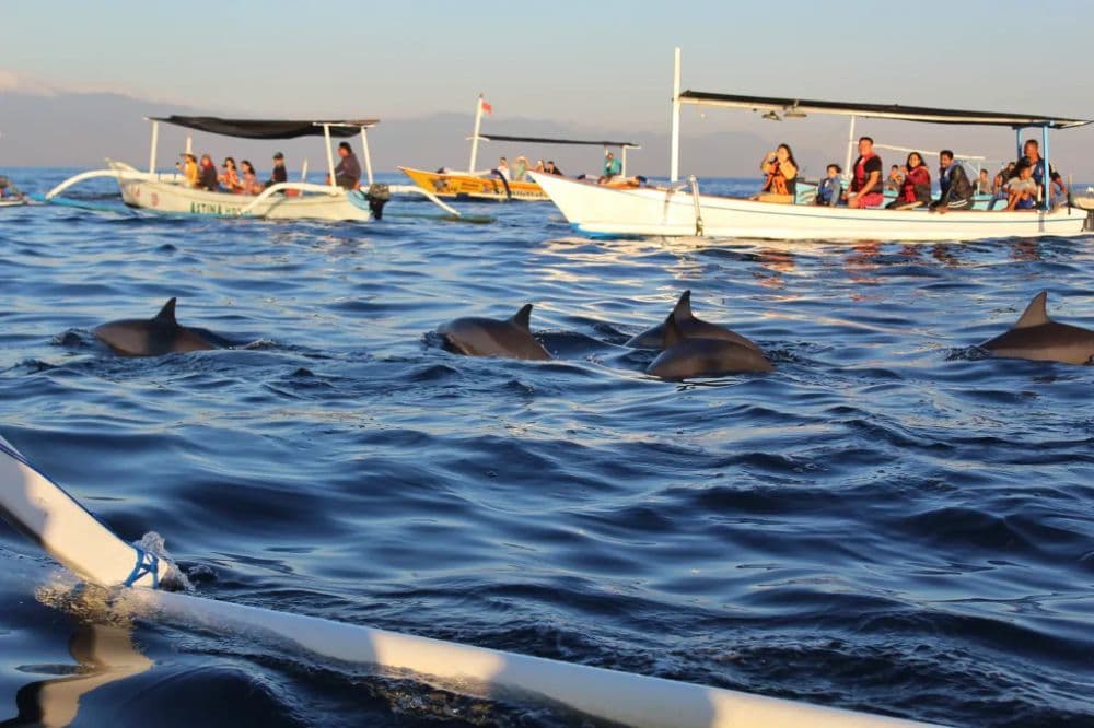 sunrise and dolphin tour lovina