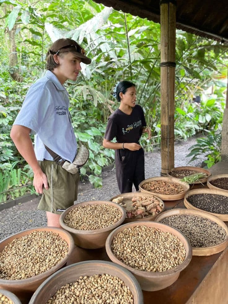 Learn about Balinese coffee and herbal drinks with free tasting Learn about Balinese coffee and herbal drinks with free tasting