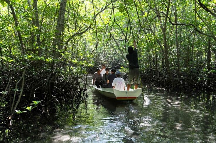Manggrove Point Manggrove Point